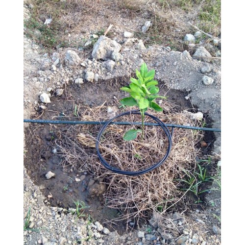 Tưới nhỏ giọt quấn quanh gốc 8mm Netafim - Israel